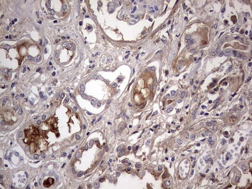 BOLL Antibody in Immunohistochemistry (Paraffin) (IHC (P))