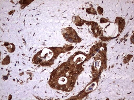 FAF1 Antibody in Immunohistochemistry (Paraffin) (IHC (P))