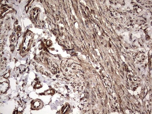 FAF1 Antibody in Immunohistochemistry (Paraffin) (IHC (P))