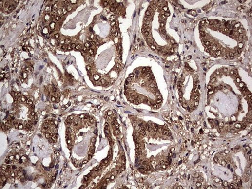 FAF1 Antibody in Immunohistochemistry (Paraffin) (IHC (P))