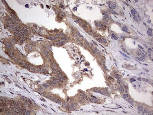 FAF1 Antibody in Immunohistochemistry (Paraffin) (IHC (P))