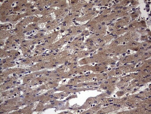 FAF1 Antibody in Immunohistochemistry (Paraffin) (IHC (P))