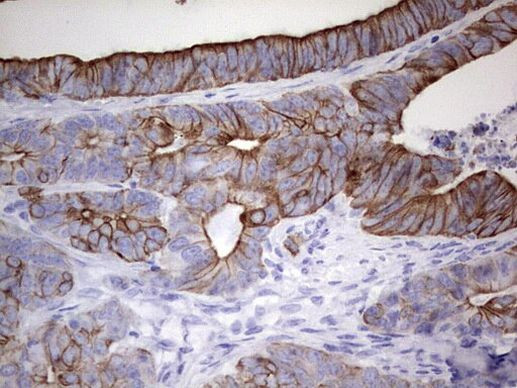 Enkurin Antibody in Immunohistochemistry (Paraffin) (IHC (P))