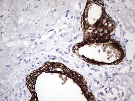 Enkurin Antibody in Immunohistochemistry (Paraffin) (IHC (P))