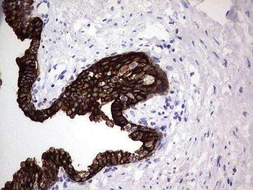 Enkurin Antibody in Immunohistochemistry (Paraffin) (IHC (P))