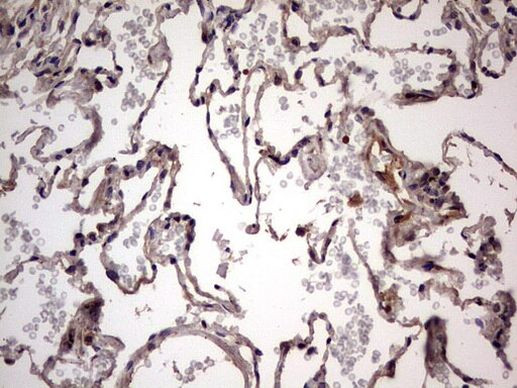 UFD1L Antibody in Immunohistochemistry (Paraffin) (IHC (P))