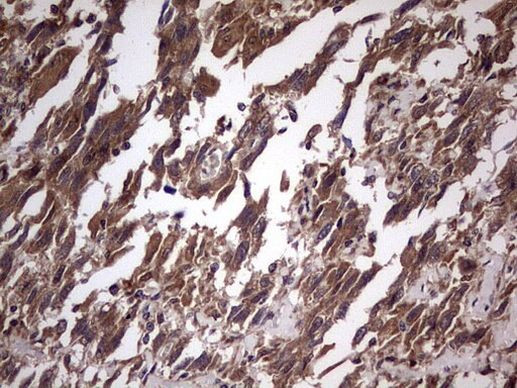 UFD1L Antibody in Immunohistochemistry (Paraffin) (IHC (P))