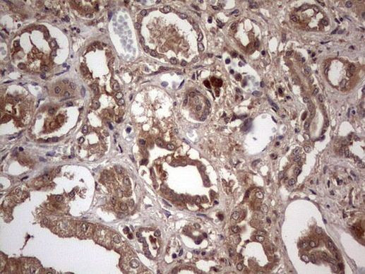 UFD1L Antibody in Immunohistochemistry (Paraffin) (IHC (P))