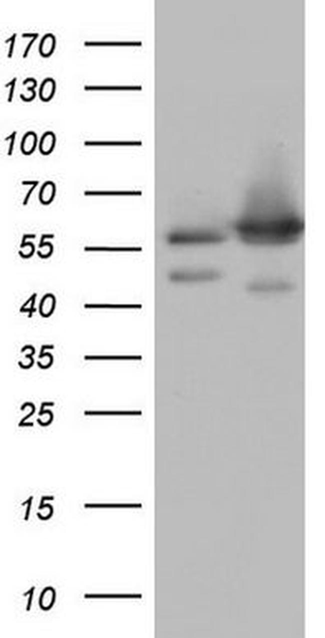 NAE1 Antibody in Western Blot (WB)