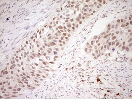 NOR-1 Antibody in Immunohistochemistry (Paraffin) (IHC (P))