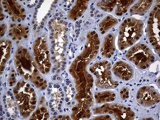 ASL Antibody in Immunohistochemistry (Paraffin) (IHC (P))