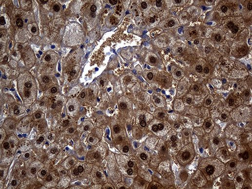 ASL Antibody in Immunohistochemistry (Paraffin) (IHC (P))