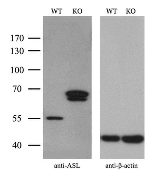 ASL Antibody in Western Blot (WB)