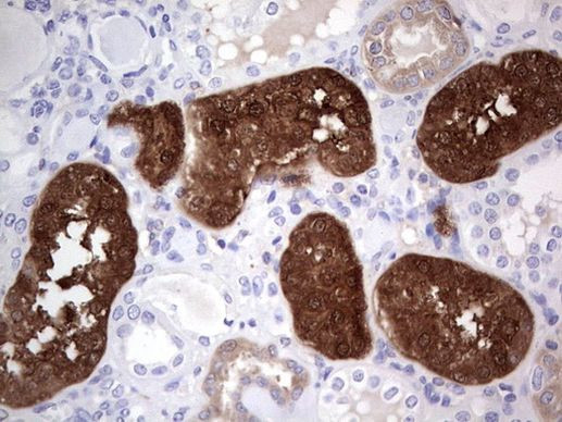 Aspartoacylase Antibody in Immunohistochemistry (Paraffin) (IHC (P))