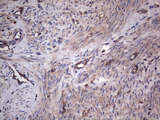 GARS Antibody in Immunohistochemistry (Paraffin) (IHC (P))