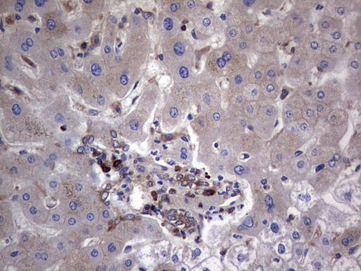 GARS Antibody in Immunohistochemistry (Paraffin) (IHC (P))