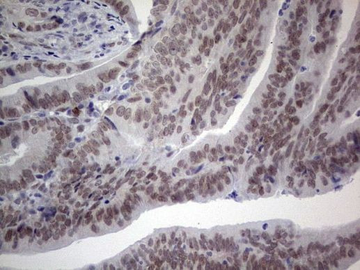 HDAC9 Antibody in Immunohistochemistry (Paraffin) (IHC (P))