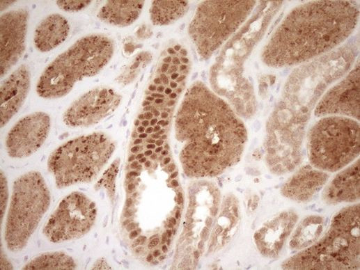 GFI1 Antibody in Immunohistochemistry (Paraffin) (IHC (P))