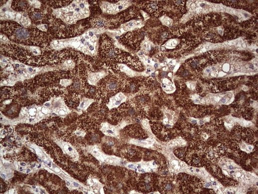 NUDT12 Antibody in Immunohistochemistry (Paraffin) (IHC (P))