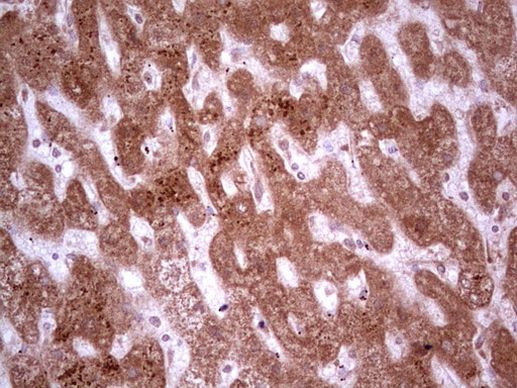 MARK3 Antibody in Immunohistochemistry (Paraffin) (IHC (P))