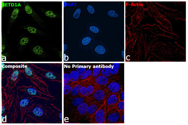 SETD1A Antibody in Immunocytochemistry (ICC/IF)