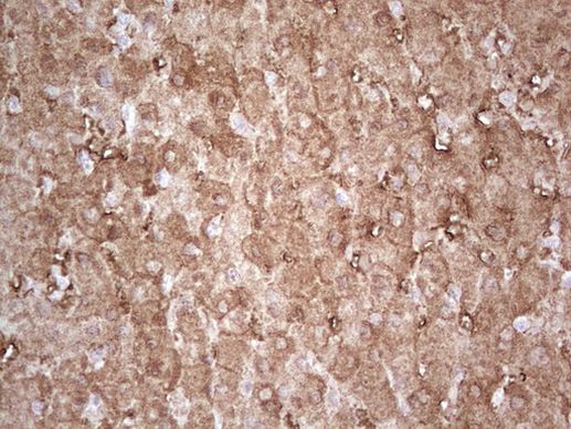 Ephrin A3 Antibody in Immunohistochemistry (Paraffin) (IHC (P))