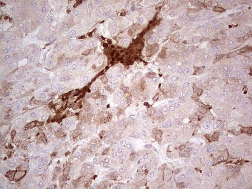 IDO2 Antibody in Immunohistochemistry (Paraffin) (IHC (P))