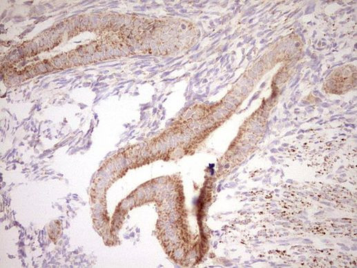 NR0B2 Antibody in Immunohistochemistry (Paraffin) (IHC (P))