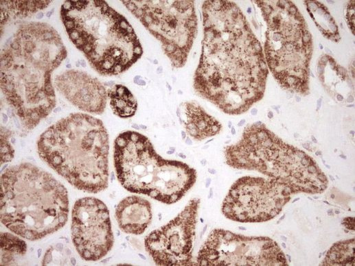 NR0B2 Antibody in Immunohistochemistry (Paraffin) (IHC (P))