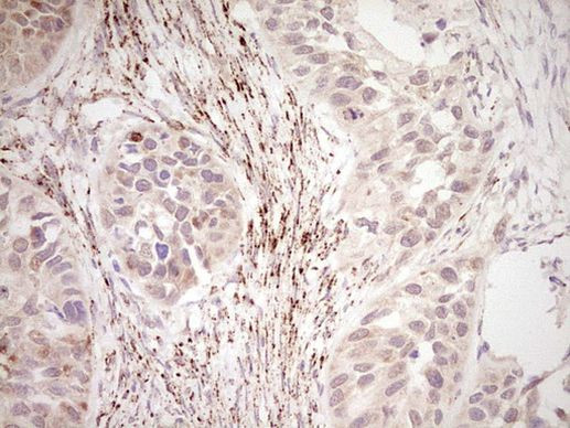 NR0B2 Antibody in Immunohistochemistry (Paraffin) (IHC (P))