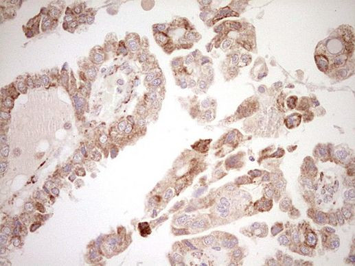 NR0B2 Antibody in Immunohistochemistry (Paraffin) (IHC (P))