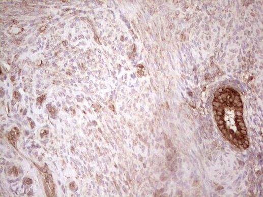 WIBG Antibody in Immunohistochemistry (Paraffin) (IHC (P))