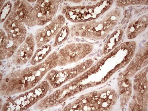 WIBG Antibody in Immunohistochemistry (Paraffin) (IHC (P))