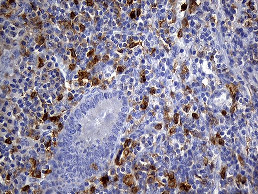 UBE3B Antibody in Immunohistochemistry (Paraffin) (IHC (P))