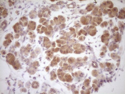 Protein Z Antibody in Immunohistochemistry (Paraffin) (IHC (P))