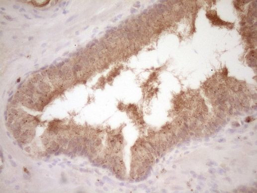 Protein Z Antibody in Immunohistochemistry (Paraffin) (IHC (P))