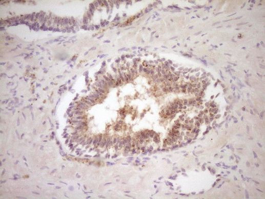 Protein Z Antibody in Immunohistochemistry (Paraffin) (IHC (P))