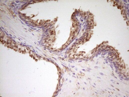 Apolipoprotein H Antibody in Immunohistochemistry (Paraffin) (IHC (P))