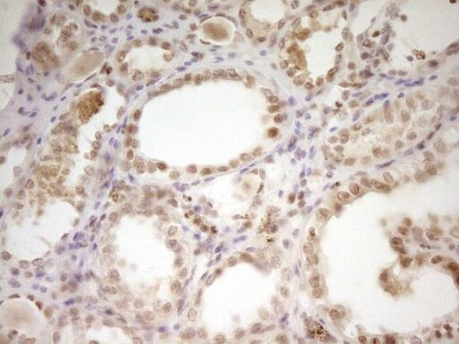 NR2C2 Antibody in Immunohistochemistry (Paraffin) (IHC (P))