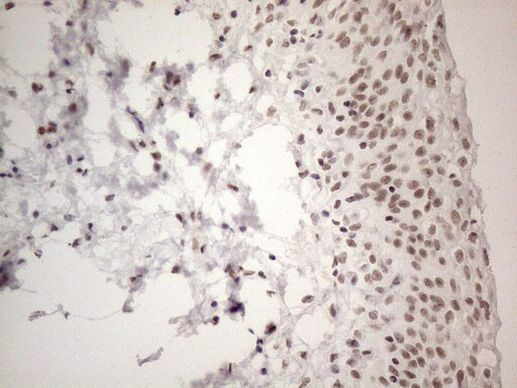 NR2C2 Antibody in Immunohistochemistry (Paraffin) (IHC (P))