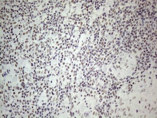 NR2C2 Antibody in Immunohistochemistry (Paraffin) (IHC (P))