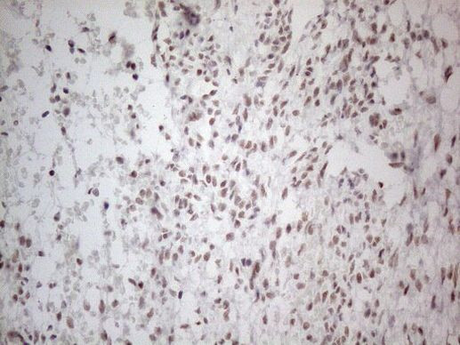 NR2C2 Antibody in Immunohistochemistry (Paraffin) (IHC (P))