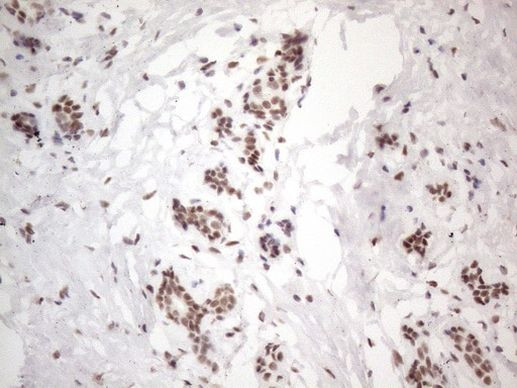 NR2C2 Antibody in Immunohistochemistry (Paraffin) (IHC (P))