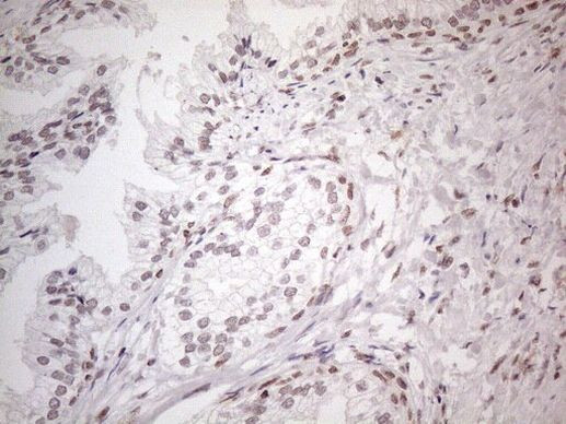 NR2C2 Antibody in Immunohistochemistry (Paraffin) (IHC (P))