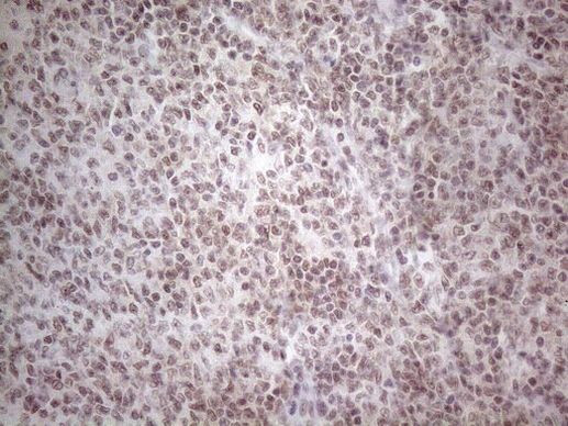 NR2C2 Antibody in Immunohistochemistry (Paraffin) (IHC (P))