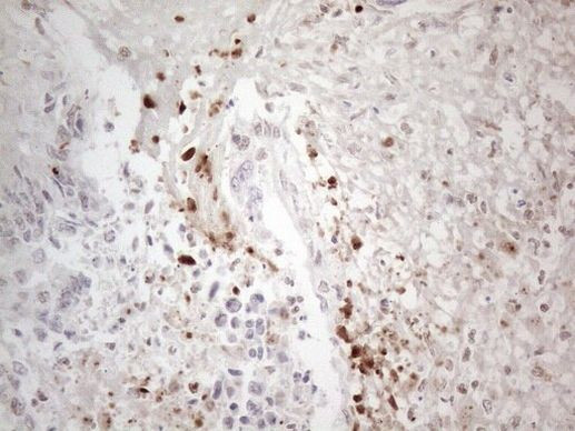 NR2C2 Antibody in Immunohistochemistry (Paraffin) (IHC (P))