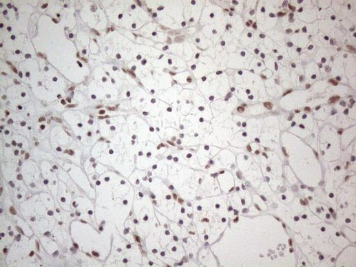 NR2C2 Antibody in Immunohistochemistry (Paraffin) (IHC (P))