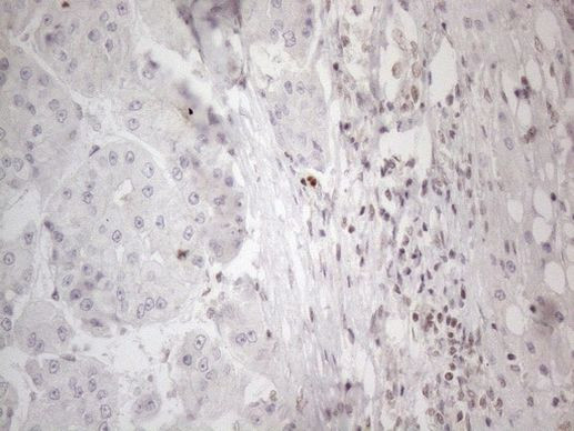 NR2C2 Antibody in Immunohistochemistry (Paraffin) (IHC (P))