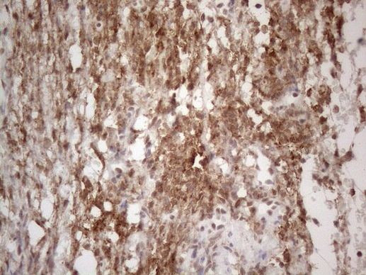 NR2C2 Antibody in Immunohistochemistry (Paraffin) (IHC (P))