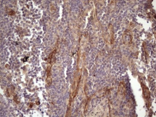 Bmf Antibody in Immunohistochemistry (Paraffin) (IHC (P))